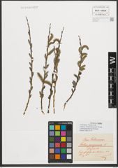 Foto von Salix purpurea L.